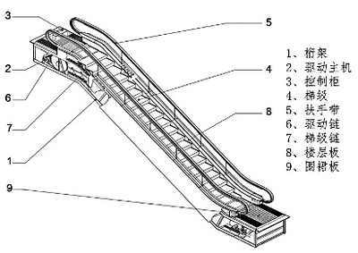 认识自动扶梯和自动人行道
